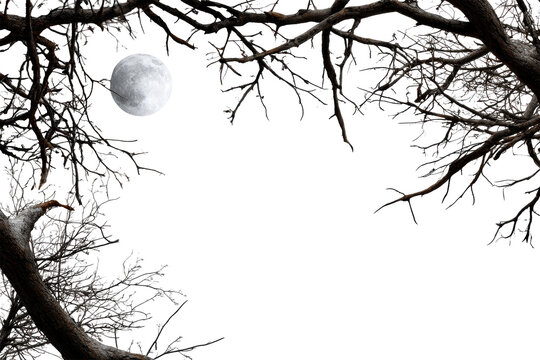 Moonlight shining through barren tree branches - Powered by Adobe