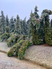 Cedar trees bent and broken after heavy ice storm