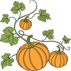 Vector set of orange pumpkins isolated on a white background.