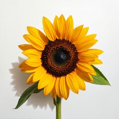 Obraz premium Bright yellow sunflower with green leaves and stem against a plain white background, showcasing its vibrant petals and dark center