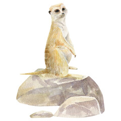 Watercolor hand draw composition with meerkat on the rocks. Artistic wildlife artwork with soft textures and delicate brushstrokes. Perfect for posters, prints, cards, and creative design projects.