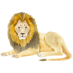 Hand-painted watercolor illustration of a majestic lion. Artistic wildlife artwork with soft textures and delicate brushstrokes. Perfect for posters, prints, cards, and creative design projects. 