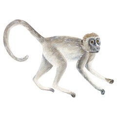 Watercolor illustration of a gray monkey walking on all fours with a long tail. Hand-painted in soft natural tones, perfect for wildlife, jungle, or nature-themed designs.