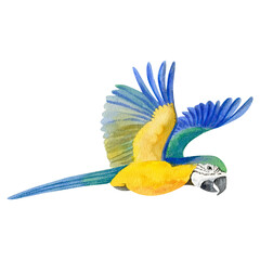 Vibrant watercolor illustration of a flying blue and yellow macaw parrot. Hand-painted in rich tropical colors, perfect for exotic, wildlife, and nature-inspired design projects.
