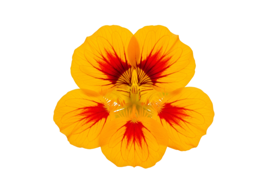 A vibrant, close-up shot of a flower with striking yellow petals and red highlights, perfectly centered against a stark black background.