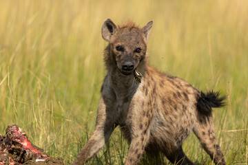 Naklejka premium hyena in the savannah