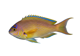 Vibrant profile view of a colorful fish, showcasing intricate patterns of gold, purple, and blue hues against a stark black backdrop.