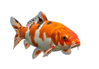 Vibrant koi fish, showcasing intricate patterns of orange, white, and black, against a striking black backdrop.