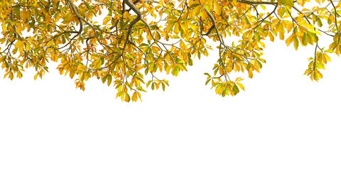 golden autumn leaves isolated on white