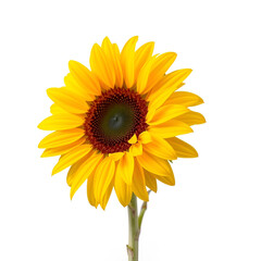 A single bright yellow sunflower with green leaves and stem isolated on transparent background A single bright yellow sunflower with green leaves and stem isolated on transparent background