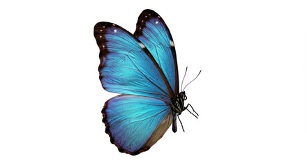 A vibrant blue morpho butterfly takes flight against a stark white background, showcasing intricate wing patterns and a captivating beauty.