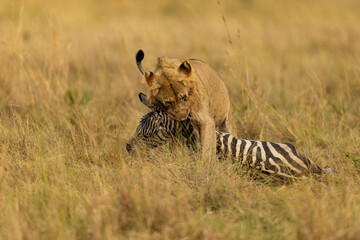 lioness in the savannah