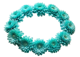 Turquoise chrysanthemum flowers forming a semicircle isolated on a transparent background
