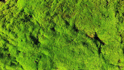 Green moss close-up for design background. Selective focus