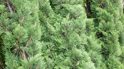 Relaxing view of natural greenery of tropical foliage plant