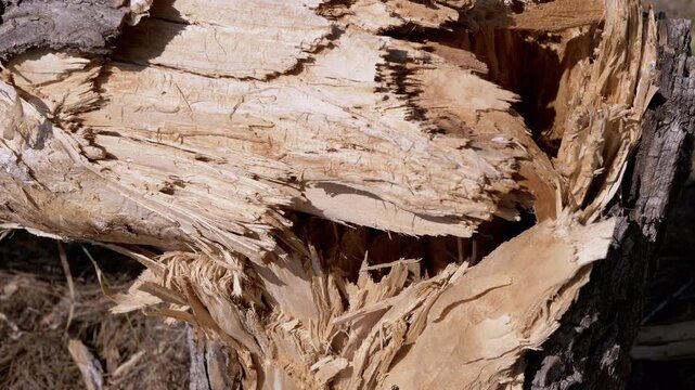Close-up view of a splintered tree trunk, highlighting the texture and damage. The camera slowly explores the broken area, showcasing nature's resilience and decay.
