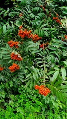 Spruce and rowan branches with berries in a natural forest. Natural texture for the background.