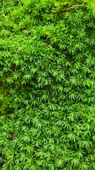 Green moss close-up for design background. Selective focus