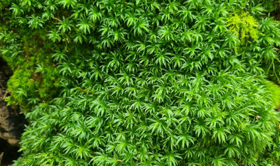 Green moss close-up for design background. Selective focus