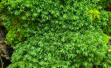 Green moss close-up for design background. Selective focus