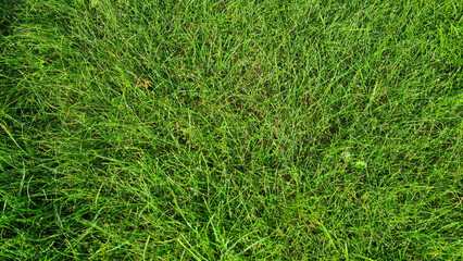 close-up lawn of mixed grass in the morning for background and text. Selective focus.