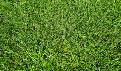 close-up lawn of mixed grass in the morning for background and text. Selective focus.