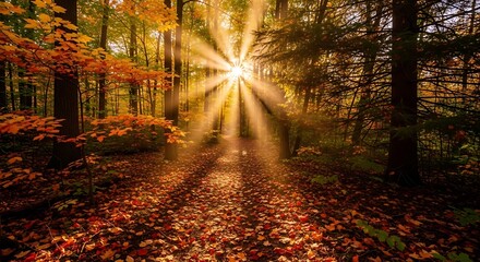 Obraz premium Sunlight Streaming Through Autumn Forest Path in Warm Golden Light