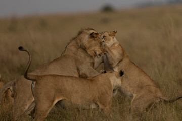 lion fighting
