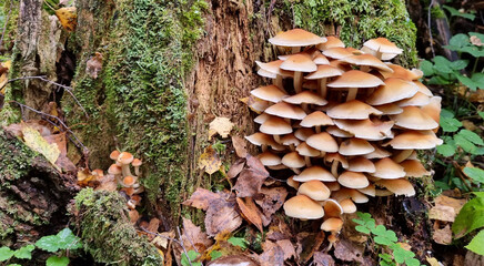 Honey fungus mushrooms on a tree trunk. Natural texture for background.