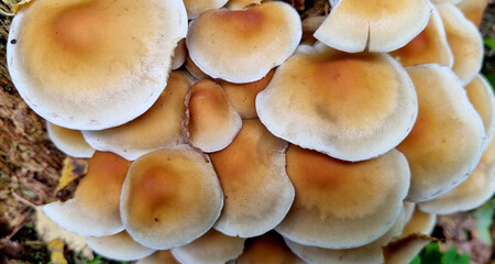 Honey fungus mushrooms on a tree trunk. Natural texture for background.