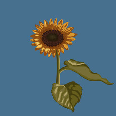 Golden sunflower on blue background