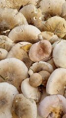 Gray smoky talker mushroom or funnel cap, mushrooms. Natural texture for background.