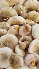 Gray smoky talker mushroom or funnel cap, mushrooms. Natural texture for background.