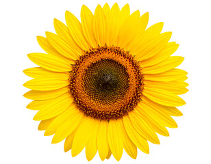 Naklejka premium A vibrant sunflower with bright yellow petals and a rich brown center, showcasing nature's beauty and resilience.