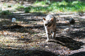 A stray gray tabby cat walks fearfully across the muddy ground, ears flattened, illuminated by sunlight.
