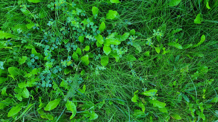 Fototapeta premium close-up lawn of mixed grass in the morning for background and text. Selective focus.