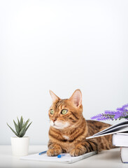 Bengal cat with a book and notebook on the table - pet and study.