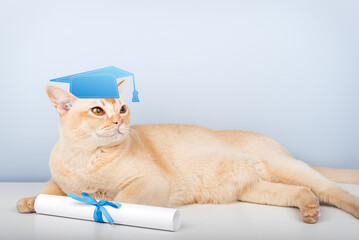 A Burmese cat wearing an academic cap and holding a diploma is a symbol of education and graduation.