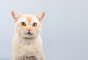 Funny surprised Burmese cat portrait with open mouth on light background