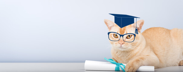 A Burmese cat wearing an academic cap and holding a diploma is a symbol of education and graduation.
