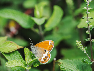 Beautiful orange butterfly resting on green leaves during a sunny day in the garden