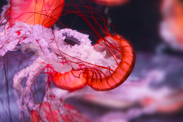 Colorful jellyfish swim gracefully in a vibrant aquarium filled with water and marine plants © Heart in pictures