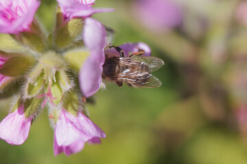 Close-up view of a bee collecting nectar from vibrant pink flowers in a sunny garden