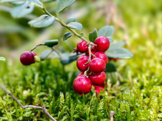 Berry cluster of lingonberries Vaccinium vitis-idaea in the forest. Macro close-up photo of cowberry bunch.