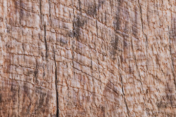 Textured close-up of natural wood showing intricate lines and patterns formed over time