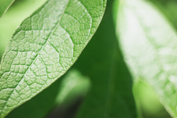 Close-up view of fresh green leaves in vibrant sunlight during a sunny afternoon in a natural setting