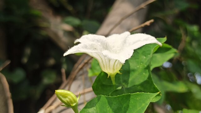 An ivy gourd flower blooms gently, showing delicate white petals and a fresh natural look, adding subtle beauty to a tropical vine.