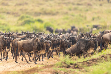 herd of wildebeest