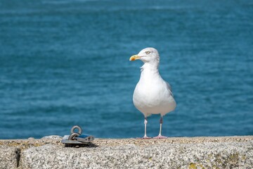  european herring gull larus argentatus perched on the sea wall 