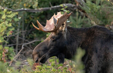 Bull moose